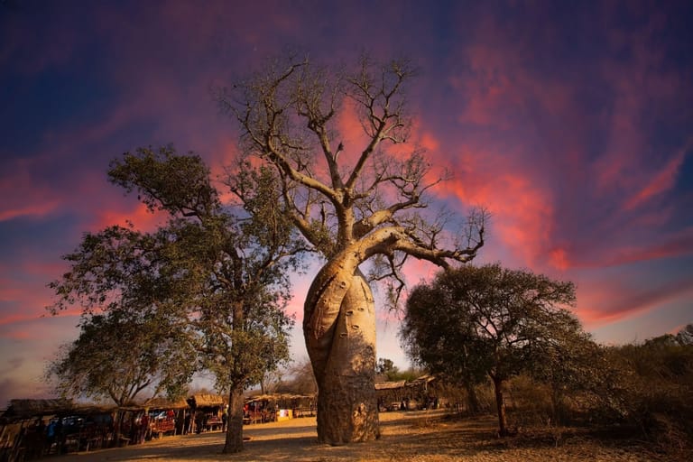 A boab tree in the Kimberley at sunset
