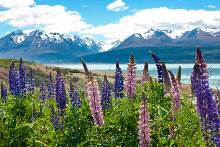 Lupins at Lake Tekapo